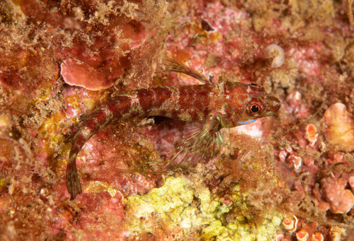 Kermadec triplefin (Enneapterygius kermadecensis) — Tripterygiidae — 5