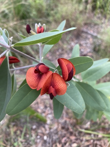 Wallflower Poison (Gastrolobium grandiflorum)