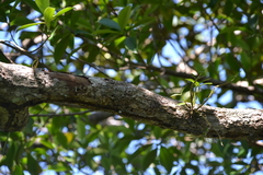 Dimerandra emarginata