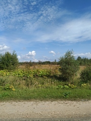 Heracleum sosnowskyi
