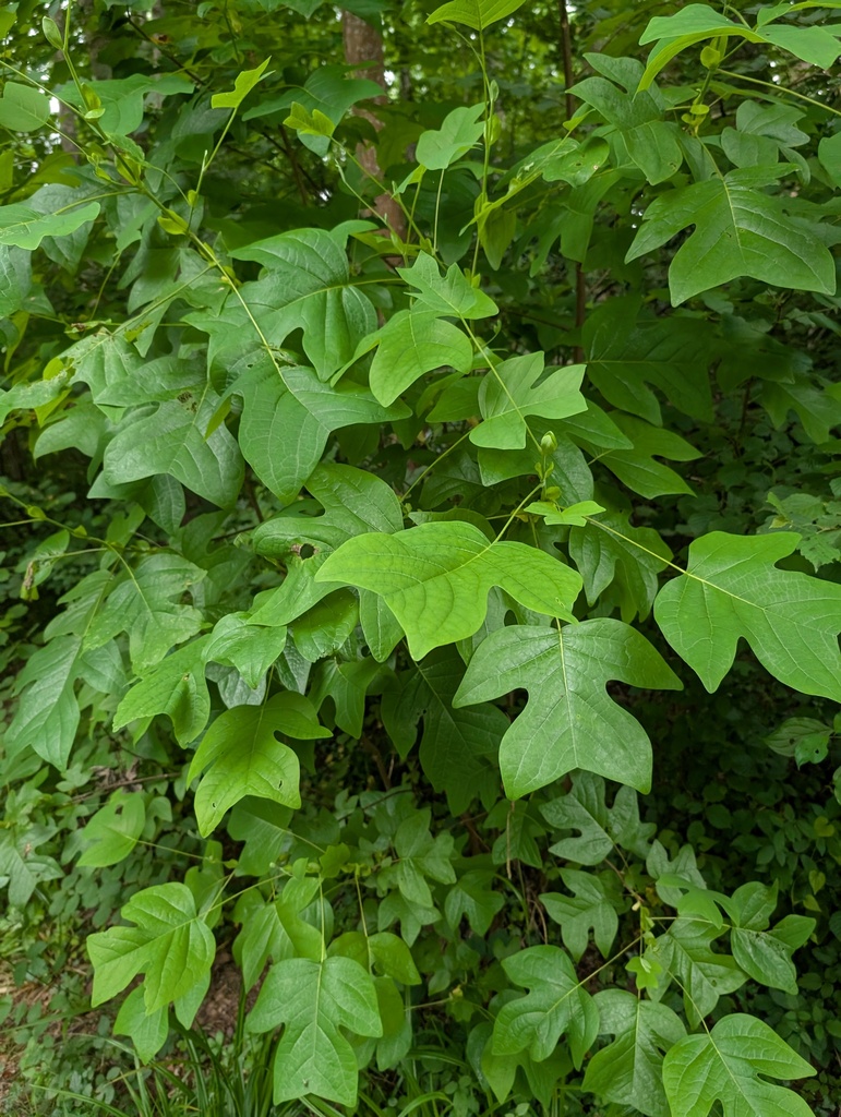 Áo cộc – Liriodendron chinense