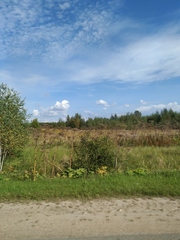 Heracleum sosnowskyi