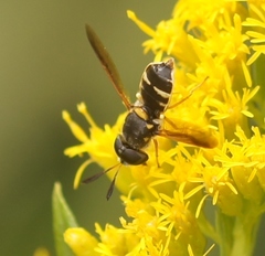 Hoplitimyia constans