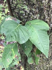 Toxicodendron radicans
