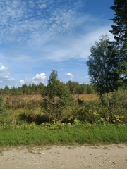 Heracleum sosnowskyi