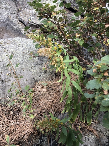 Capulin goldenrod (Solidago capulinensis)