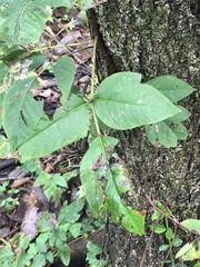 Toxicodendron radicans