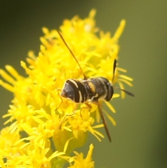 Hoplitimyia constans