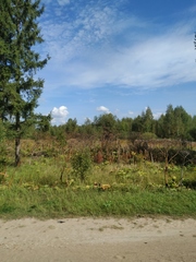 Heracleum sosnowskyi