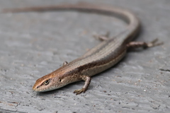 Garden Skink photo 3