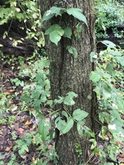 Toxicodendron radicans
