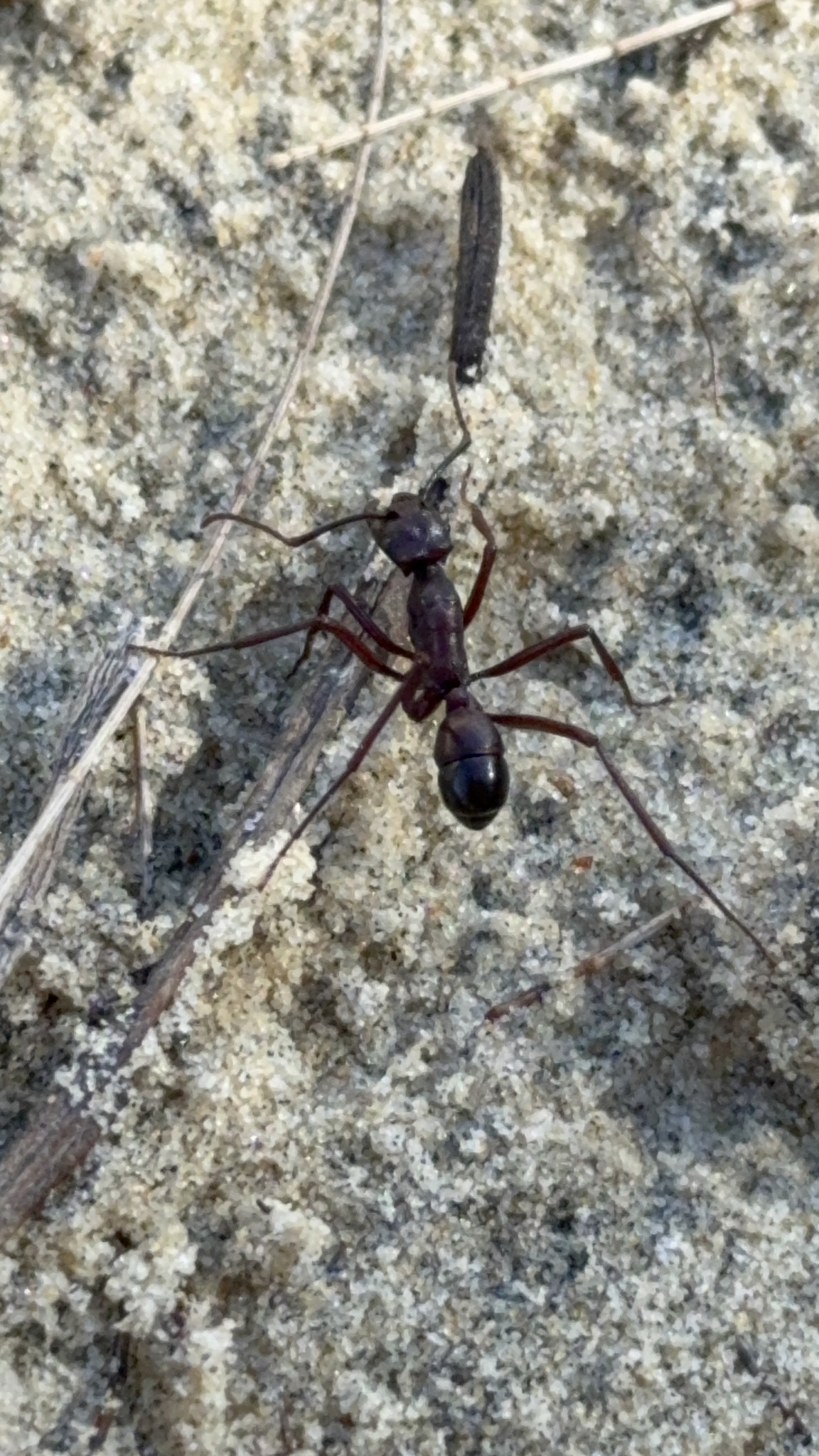 Rhytidoponera cristata