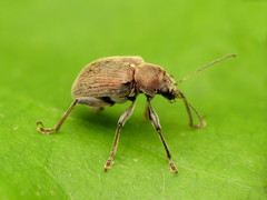 Neofidia lurida