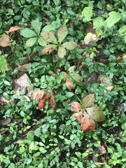 Parthenocissus quinquefolia