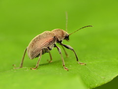 Neofidia lurida