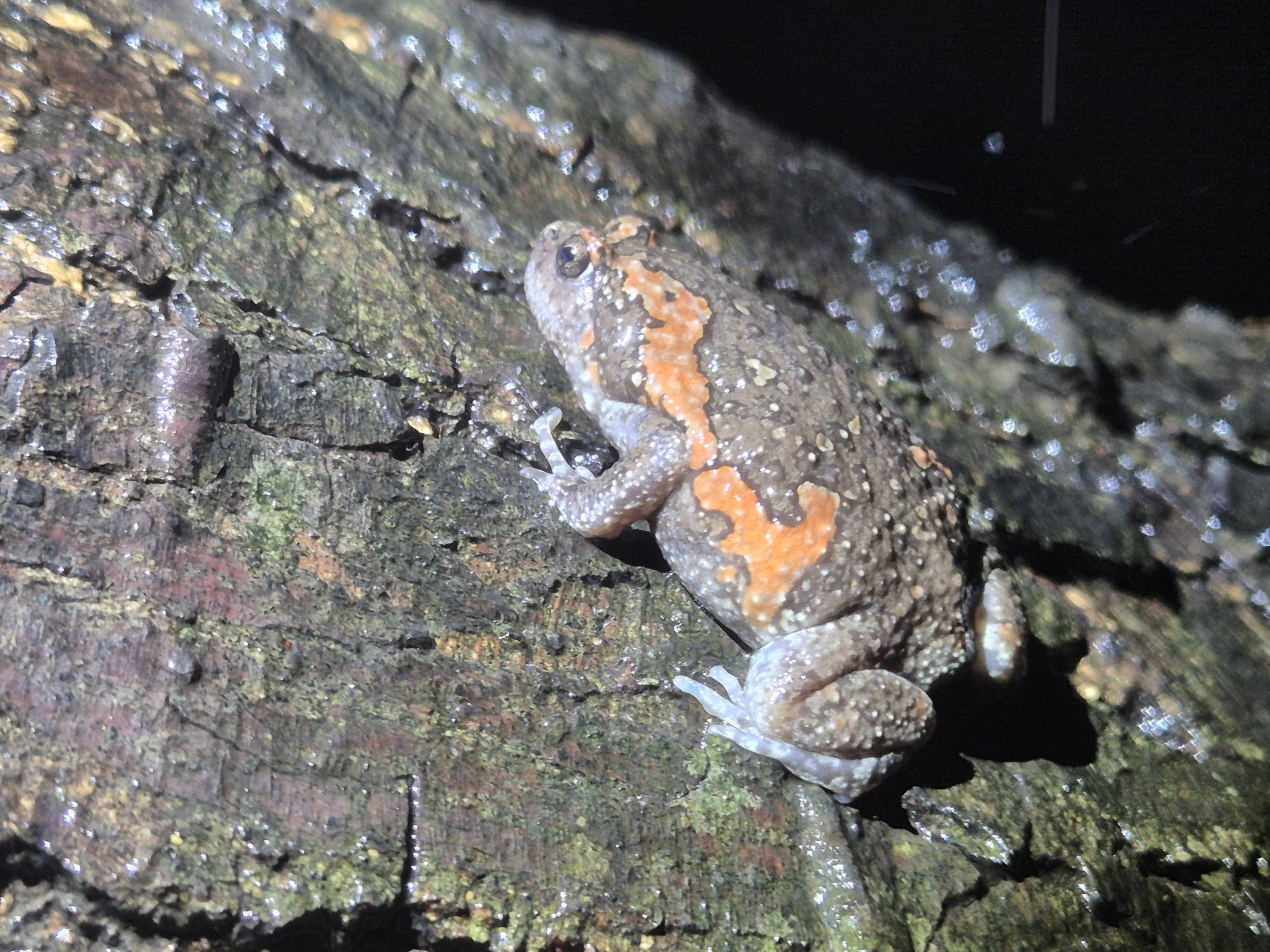 Painted Balloon Frog