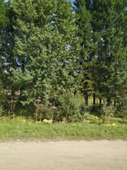 Heracleum sosnowskyi