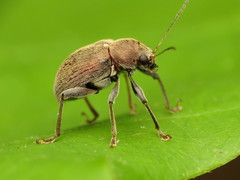 Neofidia lurida