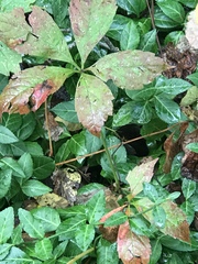 Parthenocissus quinquefolia