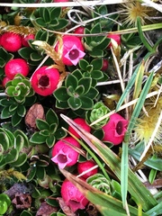 Disterigma empetrifolium