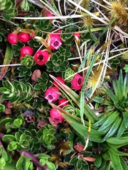 Disterigma empetrifolium