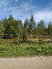 Heracleum sosnowskyi