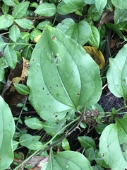 Smilax tamnoides