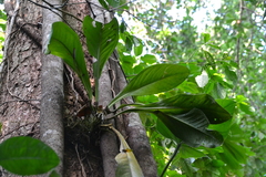Anthurium hacumense