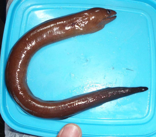 Pinda moray (Gymnothorax pindae) — Muraenidae