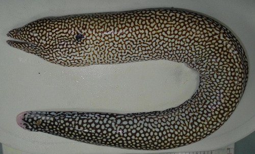 Whitemouth Moray Eel