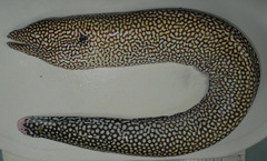 Whitemouth Moray Eel