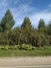 Heracleum sosnowskyi