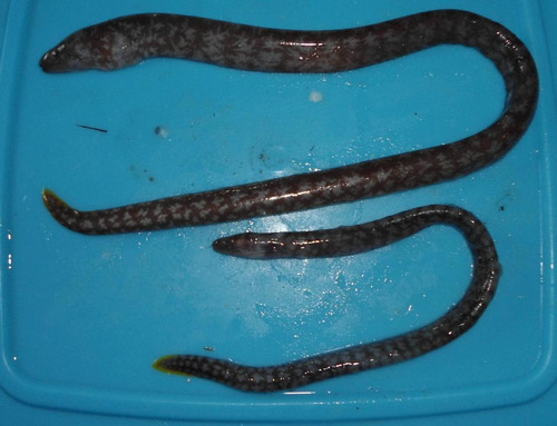 Freckleface reef-eel (Uropterygius xanthopterus) — Muraenidae