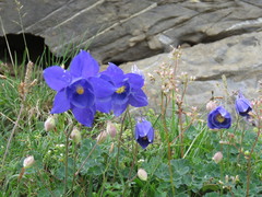 Aquilegia pyrenaica