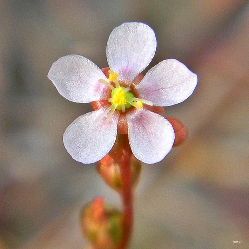 Pink Sundew