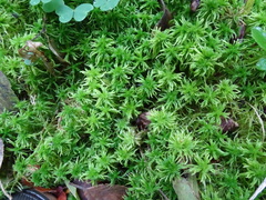 Sphagnum fallax