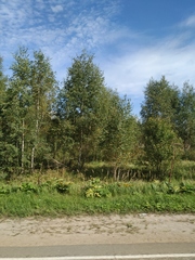 Calamagrostis epigejos