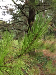 Pinus radiata