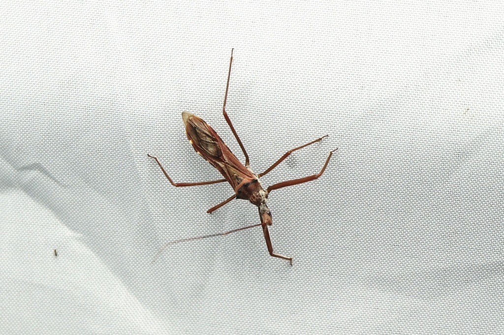 Epidaus nebulo
