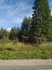 Heracleum sosnowskyi