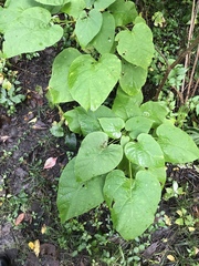 Catalpa speciosa