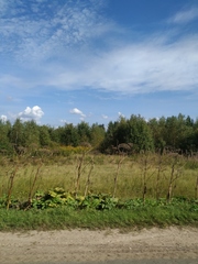 Heracleum sosnowskyi