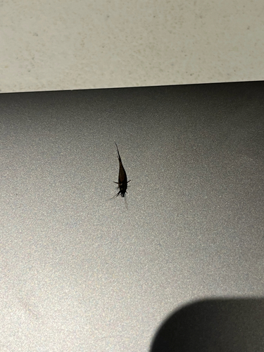 iNaturalist observation photo of Bristletails