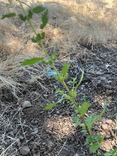 iNaturalist observation photo of nettles