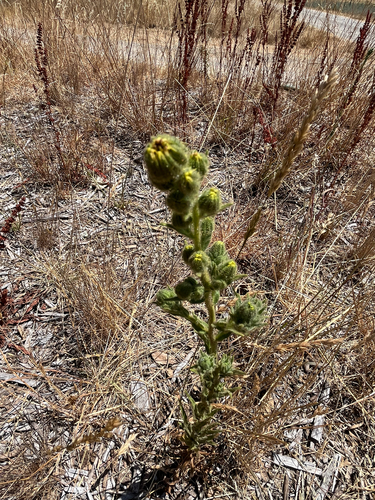 iNaturalist observation photo of coast tarweed