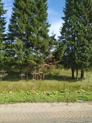 Heracleum sosnowskyi