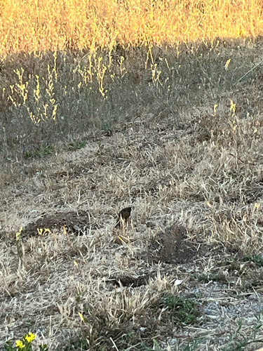 iNaturalist observation photo of Botta's Pocket Gopher
