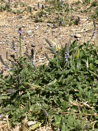 iNaturalist observation photo of western vervain