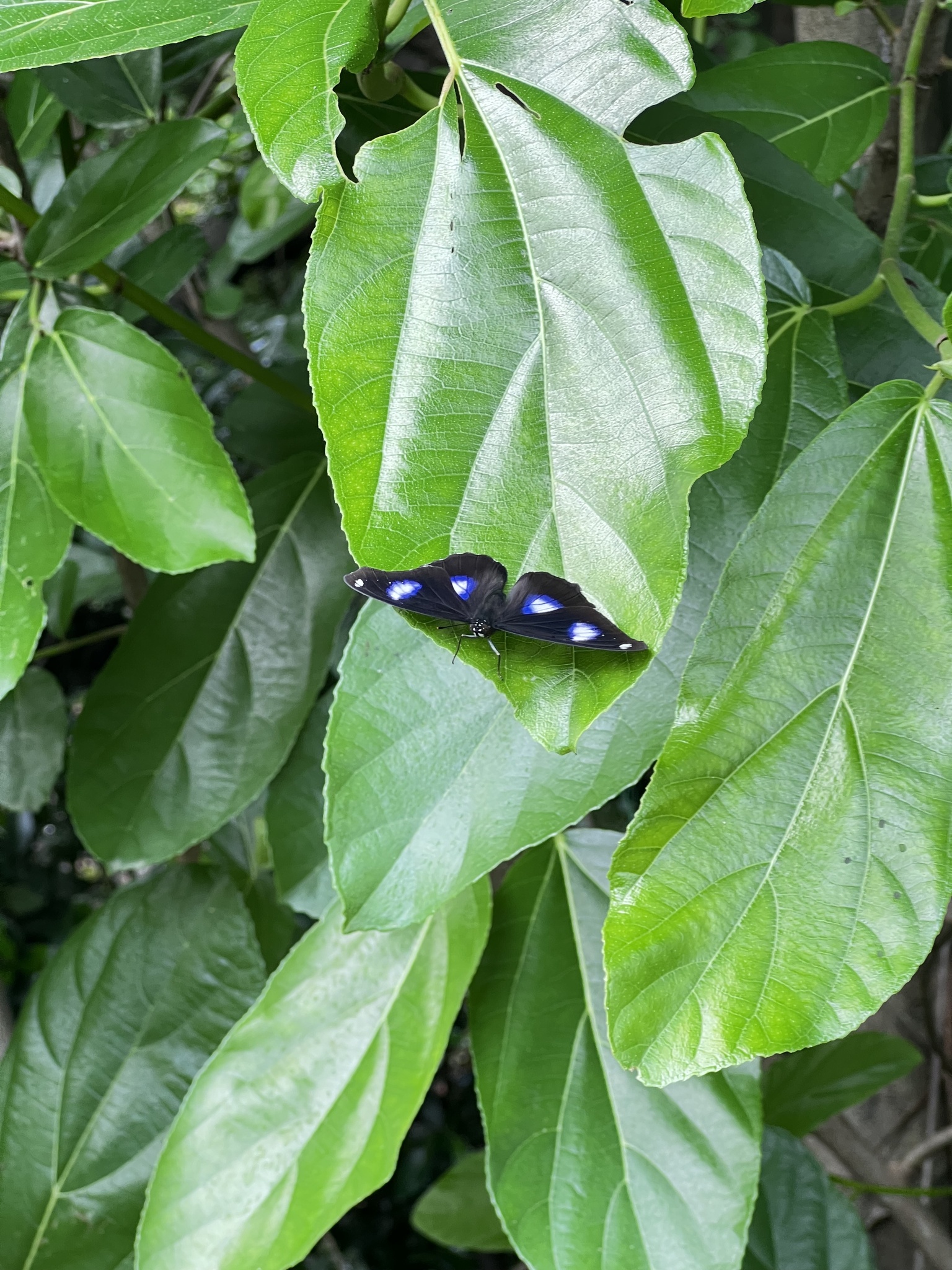 Great Eggfly