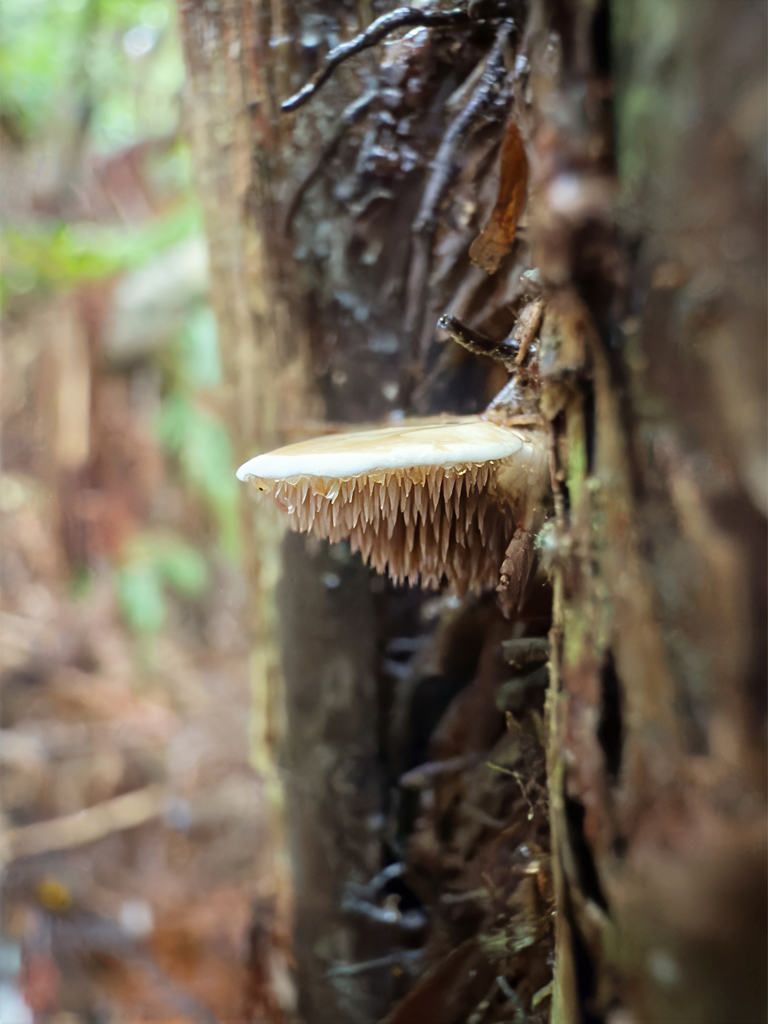 Beenakia dacostae · June 2025 · photo: © jeremy_rolfe (iNaturalist, cc-by)